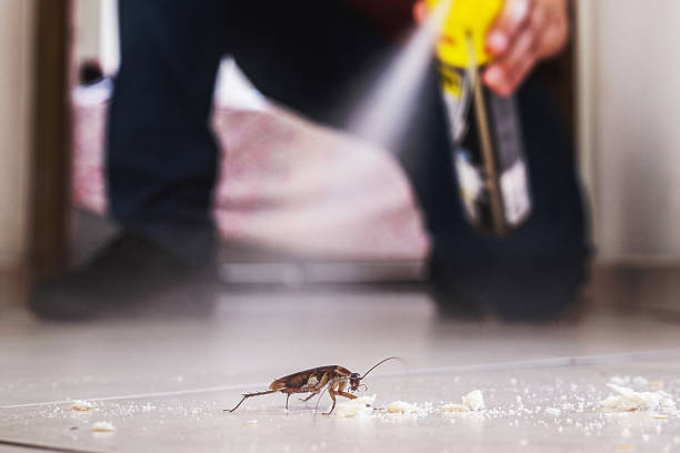 Best Mosquito Control Services  in East Meadow, NY