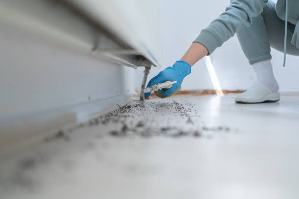 Reliable East Meadow, NY Pest Control Solutions